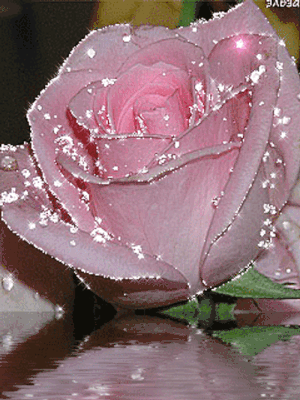 sparkling-pink-rose-flower-mqde5r2ec1yd9ws0.gif