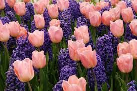tulips and hyacinths.jpg