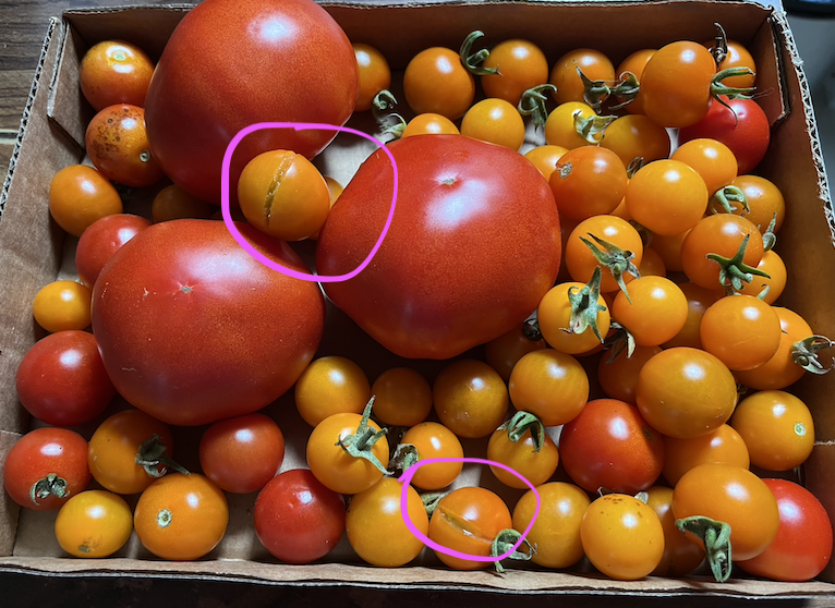 Screenshot 2023-07-27 at 8.30.08 AM.png