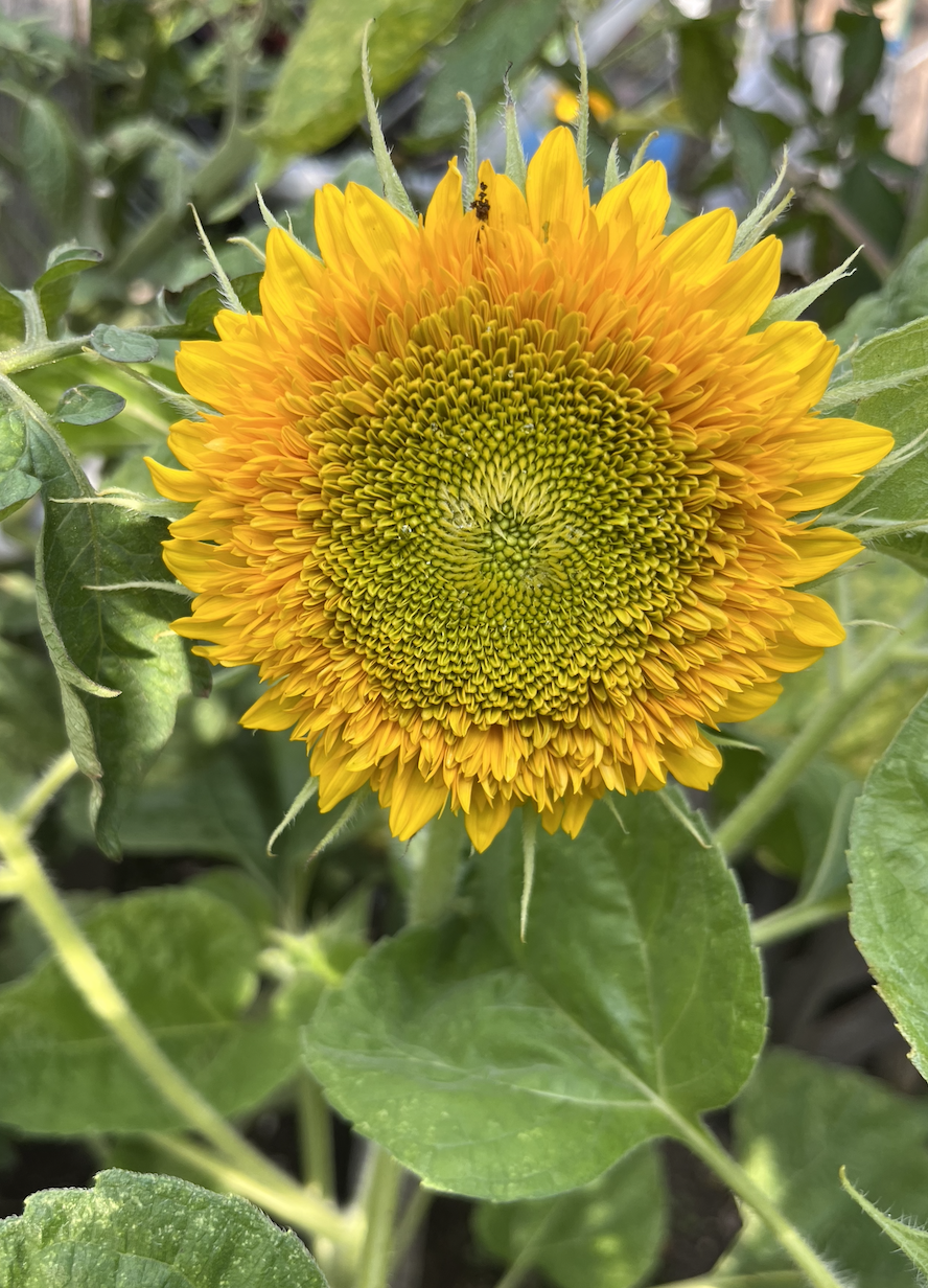 Screenshot 2023-07-30 at 9.41.01 AM.png