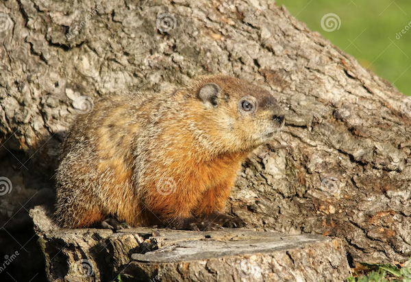 groundhog-sitting-tree-stump-sits-faces-sun-30932536.jpg.webp