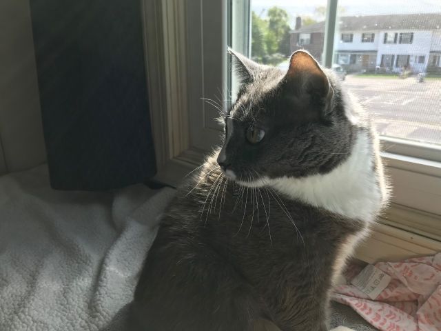 Frankie malfeasance alert SZD.jpg