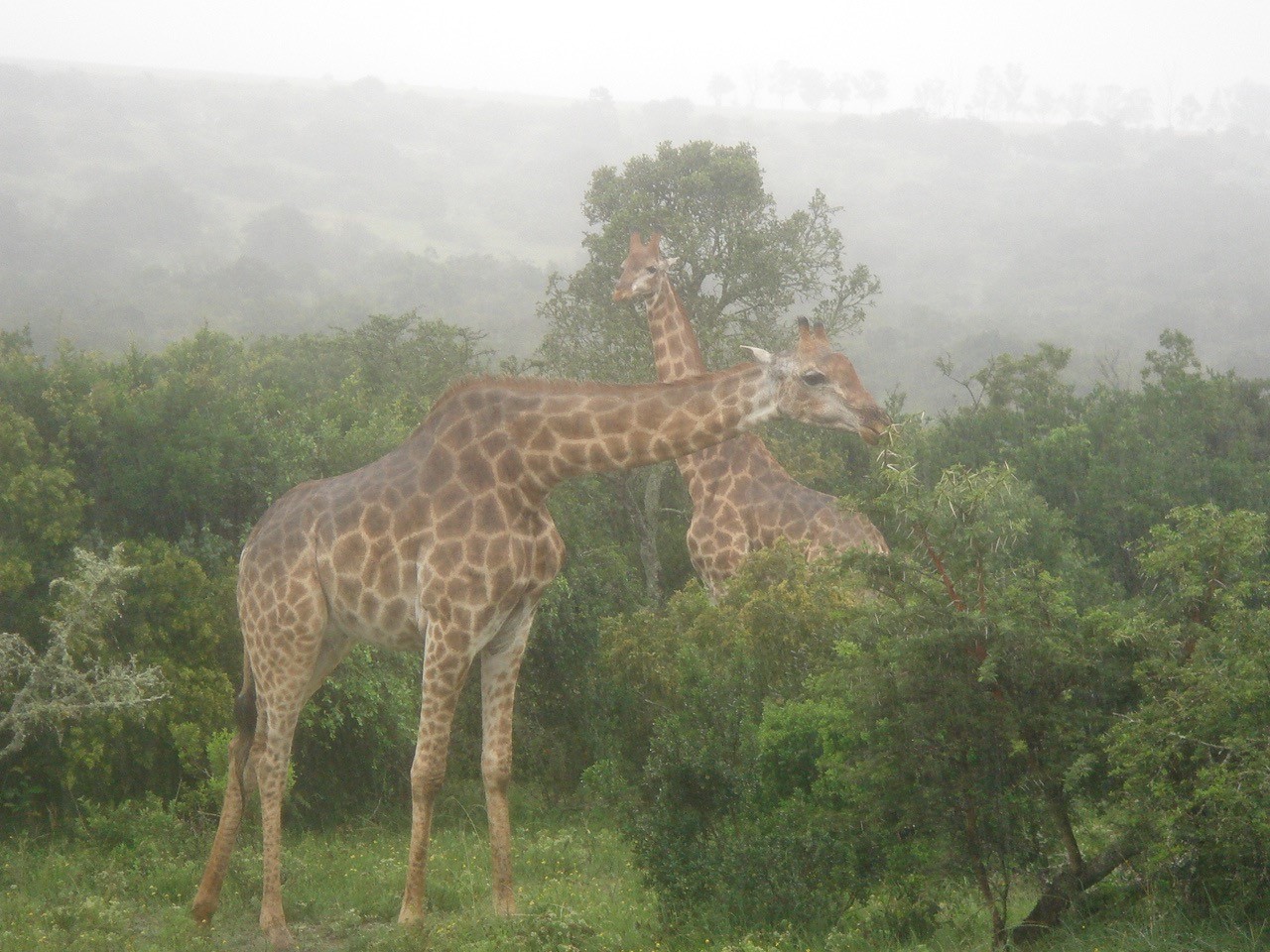 elisecruiseanimalsgiraffes.jpg