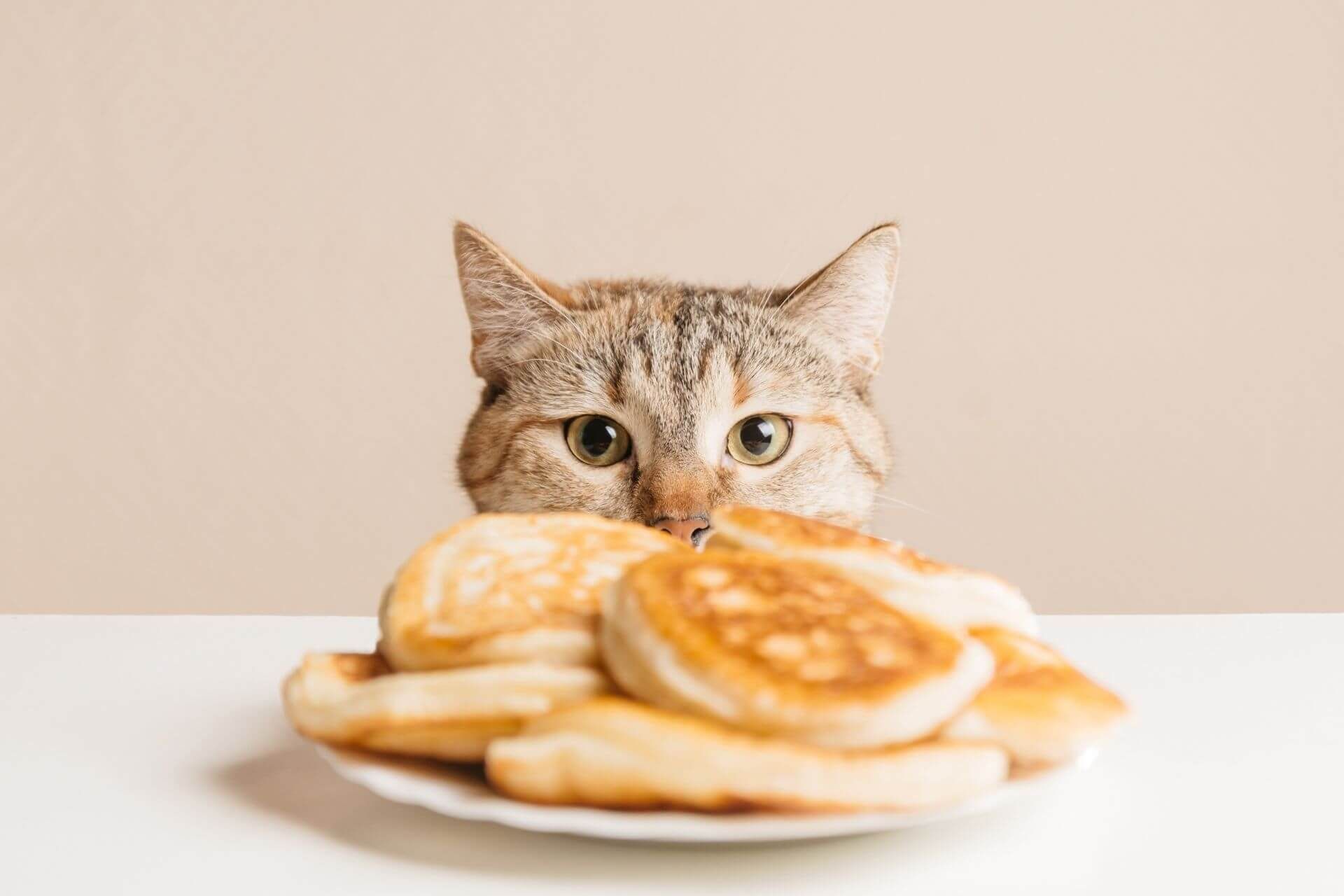 Can-Cats-Eat-Pancakes.jpg