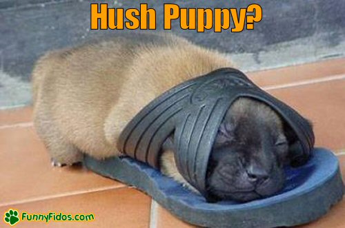 funny-dog-picture-hush-puppy.jpg