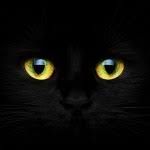BlackCat_GoldenEyes - Copy.jpg