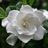 Gardenia_AugustBeauty_220-01.jpg