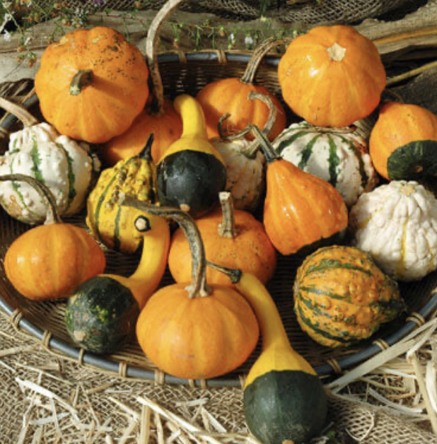 Screenshot 2023-09-29 at 7.24.53 PM.png