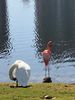 IMG950044[1027] my buddiws swan and flamingo landmark.jpg