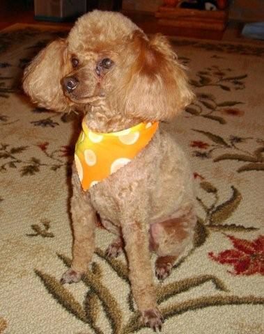 Poodles after Booty Shop 015.jpg