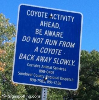coyote