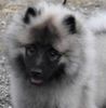 Keeshond9.jpg