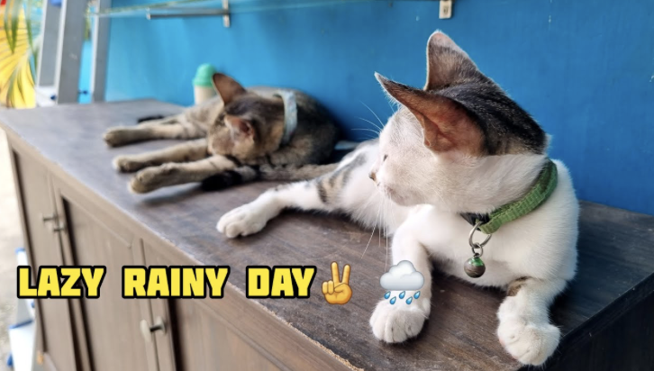 Screenshot 2023-12-03 at 9.52.30 AM.png