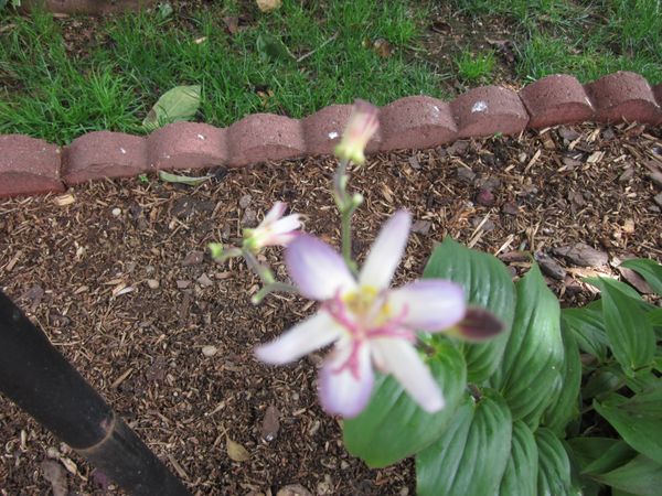 Closeup of Tricyrtis 'Tojen' bloom.JPG