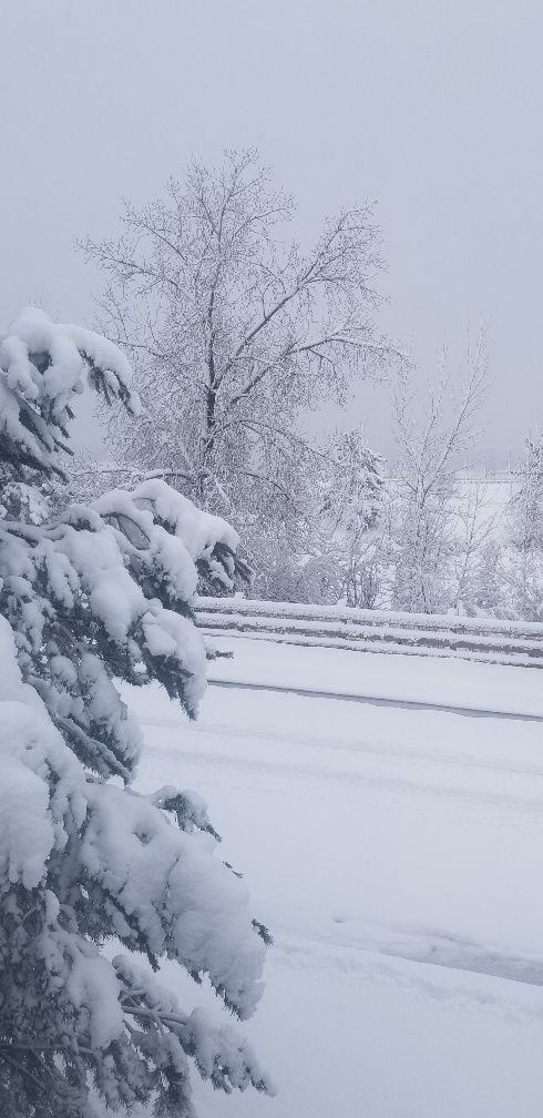 Spring Snow Storm Thurs 3/14/24 - Blogs & Forums