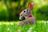 rabbit-1903016_1280.jpg