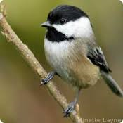 chickadee.png