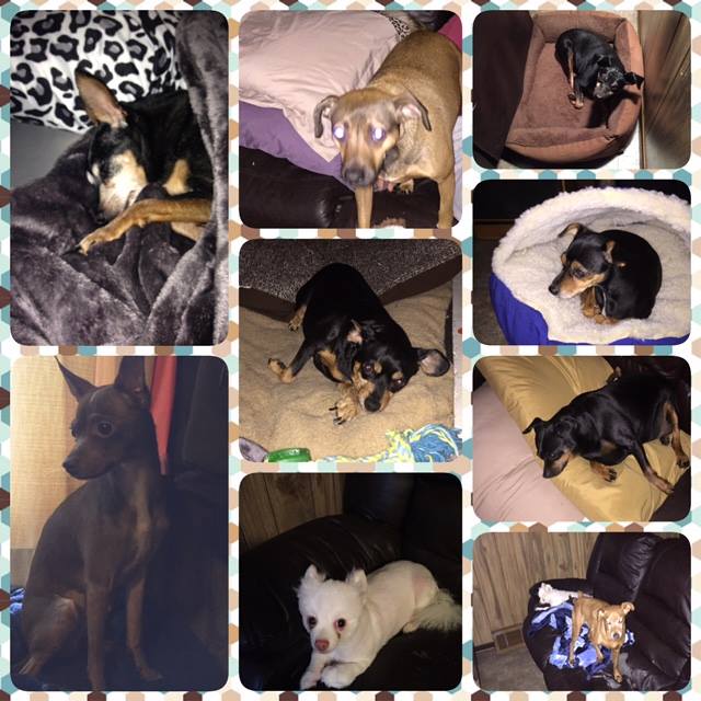Payton, Tux, Binky, Thor, Cupid, Rusty, Lucky, Scrappy, Chandler, and Cooper.jpg