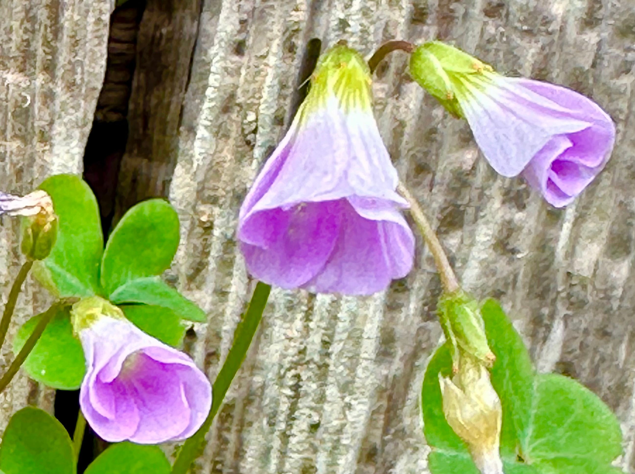 VIOLET WOOD SORREL - Blogs & Forums