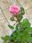 Girl Next Door Scentables Rose blooming.JPG