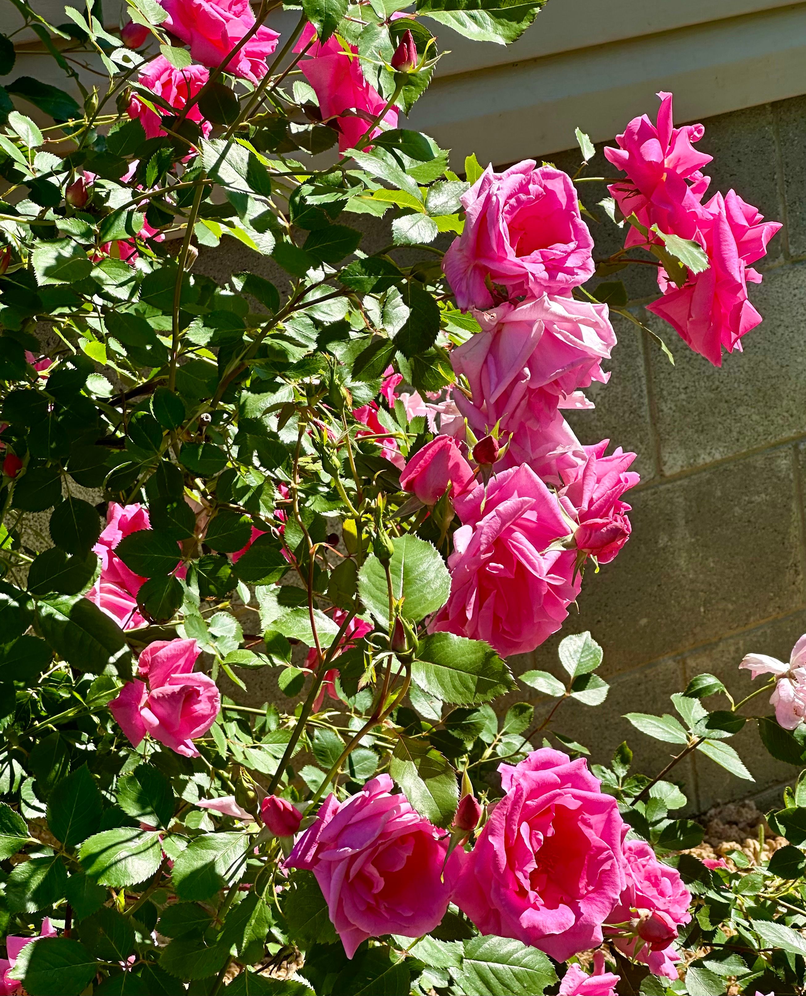 PINK ROSES First Blooms - Blogs & Forums