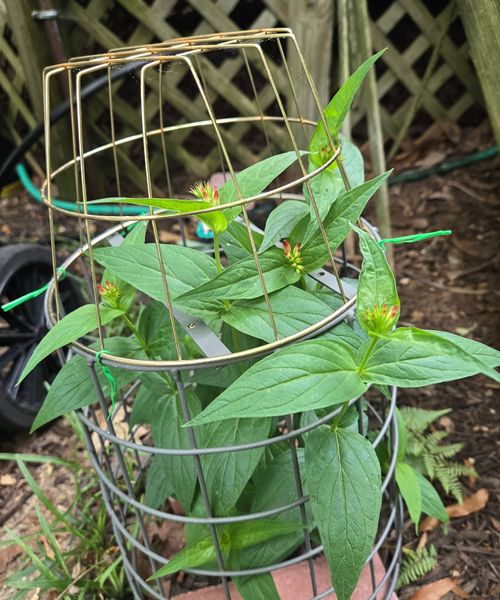 2024 Indian Pinks in Cage.jpg