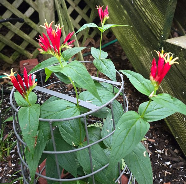 2024 Indian Pinks Blooming.jpg