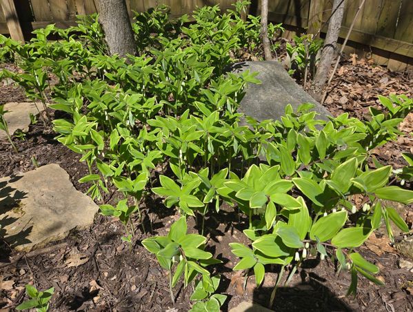2024 Solomon's Seal small.jpg