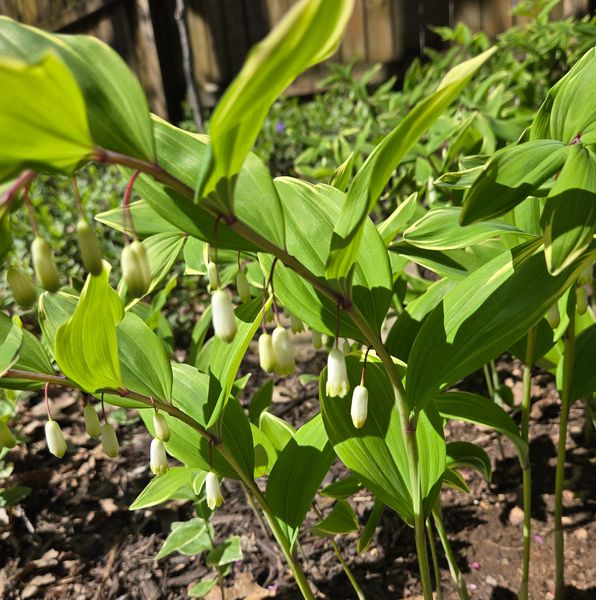 Solomon's Seal Closeup.jpg