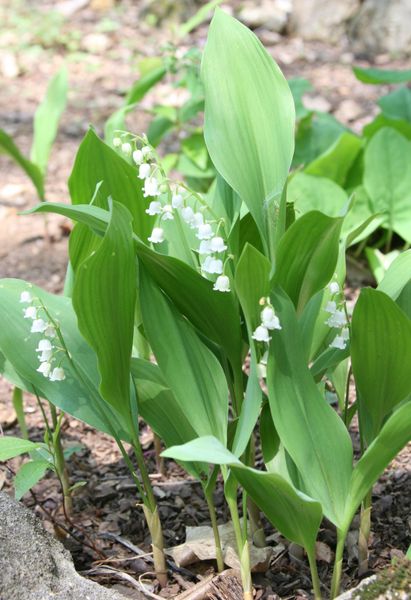 Lily of the Valley Small.jpg