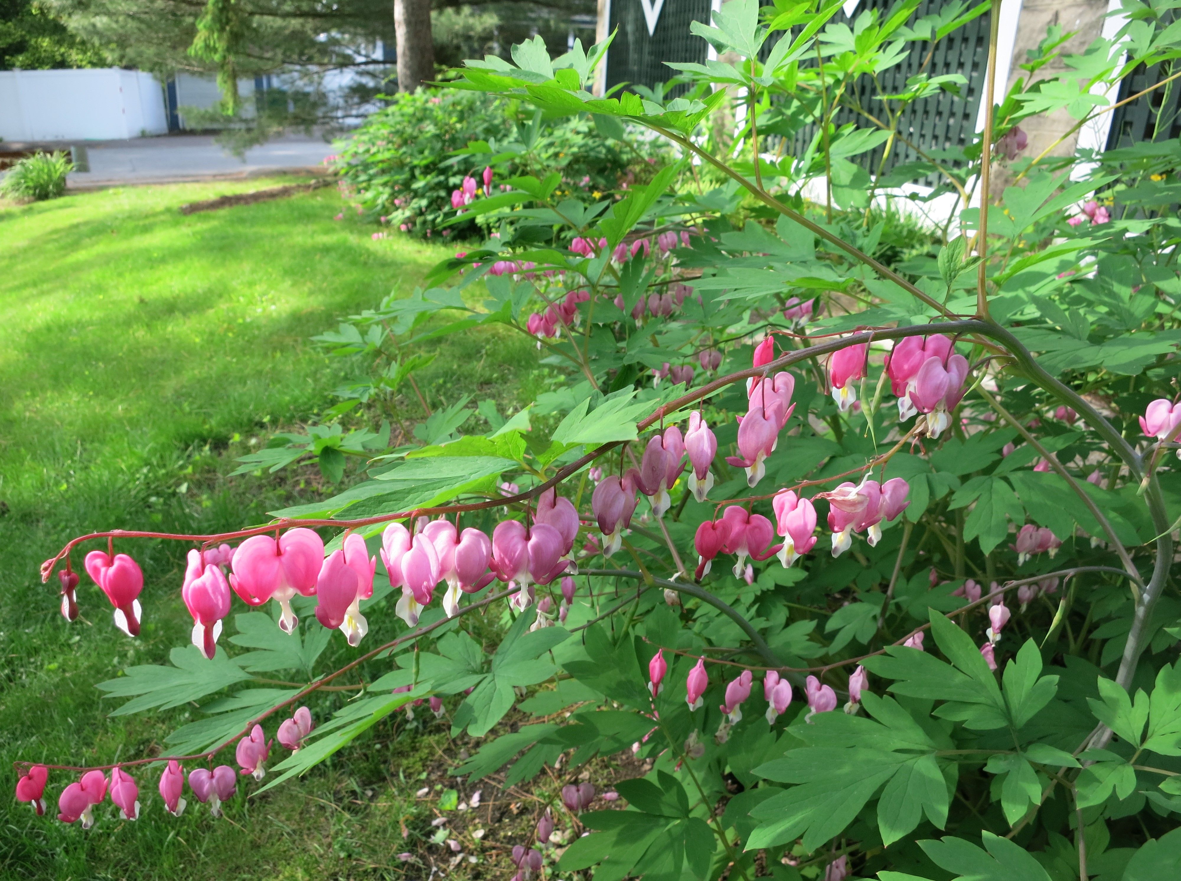 More Spring Flowers Page 2 Blogs & Forums