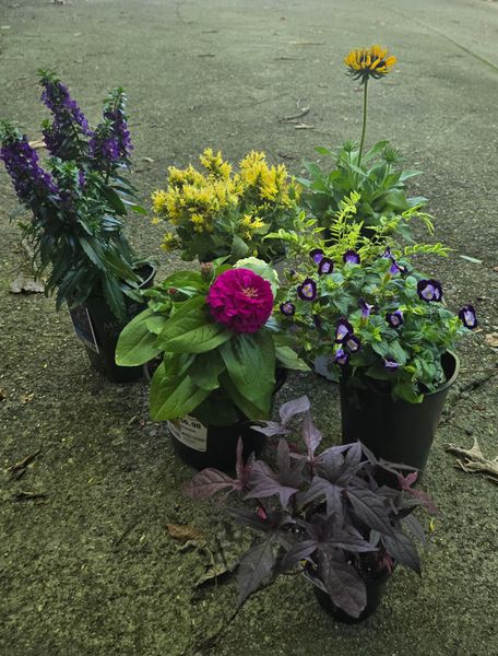 10 JUN 2024 Plant Purchases.jpg