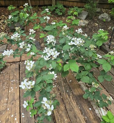 2024 Blackberry Flowers.jpg