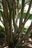 Crepe Myrtle Branches.jpg