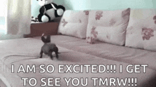 GIF--excited-im-so--Puppy-running-circles-on-the-bed--SO-HAPPY-TO-SEE-YOU.gif