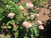 'Tamora' English Rose.JPG
