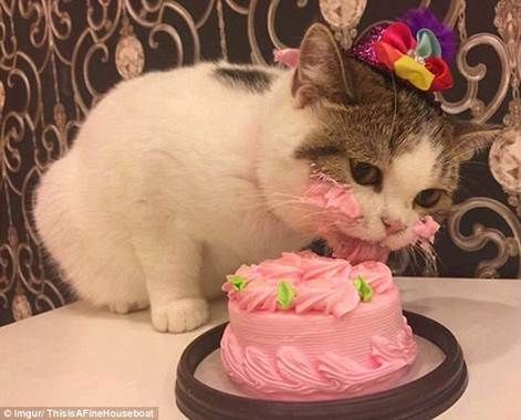 Birthday kitten.jpg