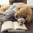 GIF--retriever-puppy--Falling-Asleep.gif