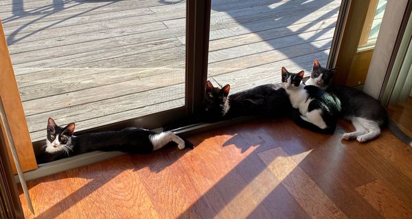 My 4 foster failures.