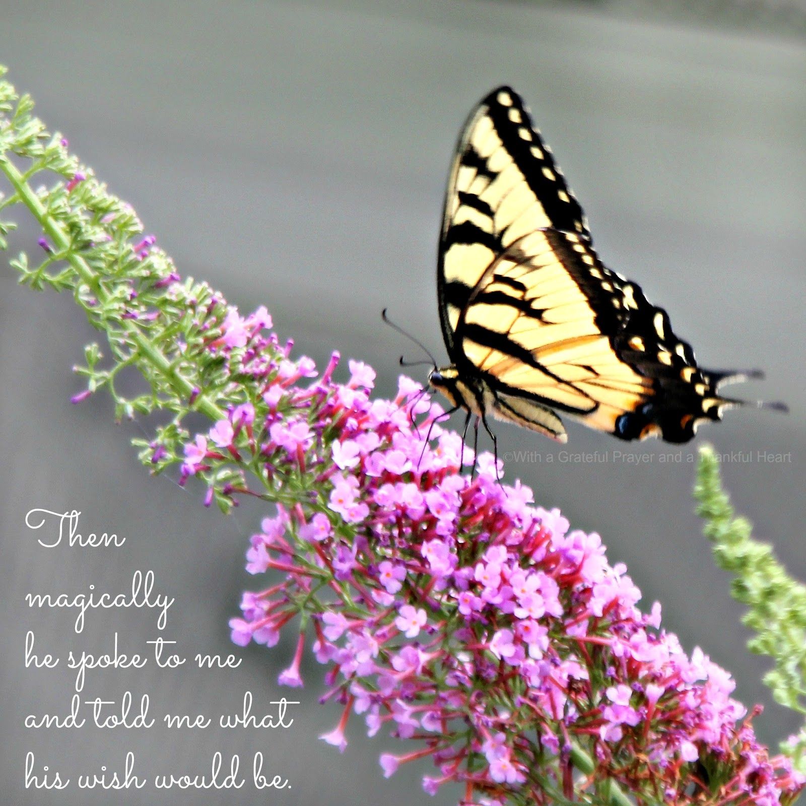 yellow swallowtail butterfly poem 4 1736.jpg