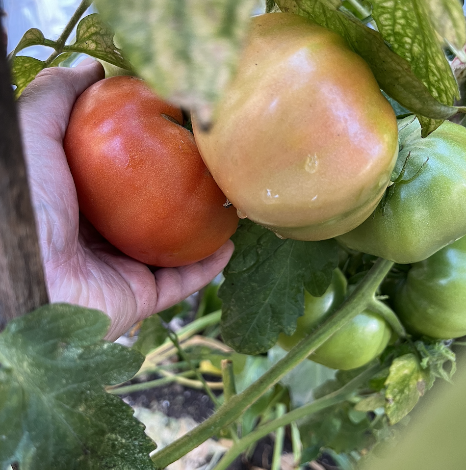 Screenshot 2024-10-13 at 8.25.02 AM.png