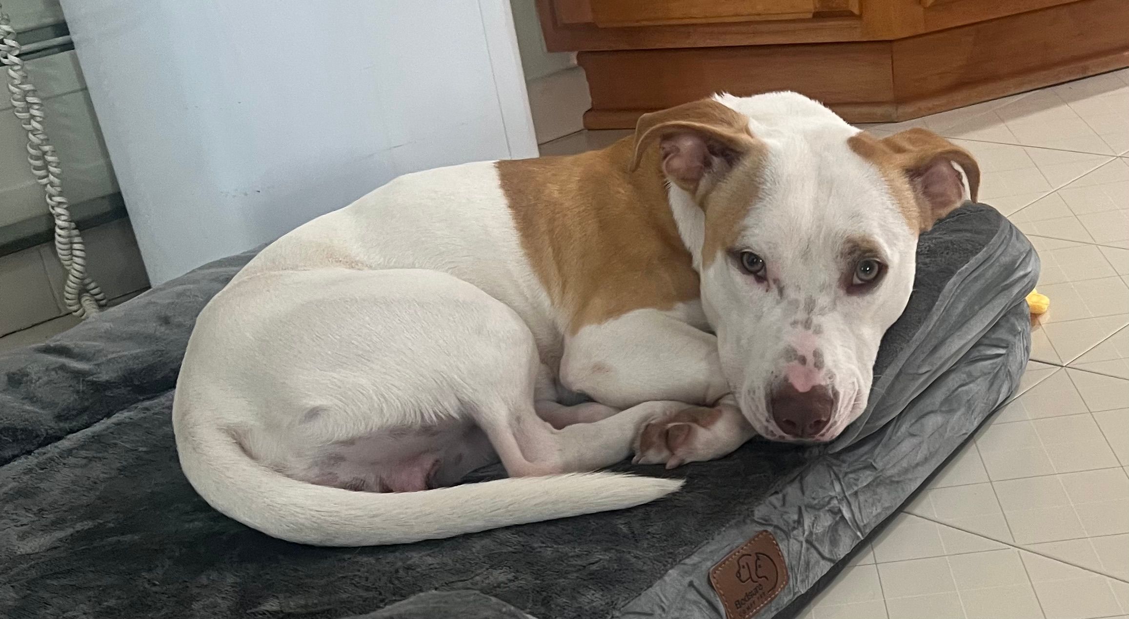 Re New Fur Baby Blogs & Forums