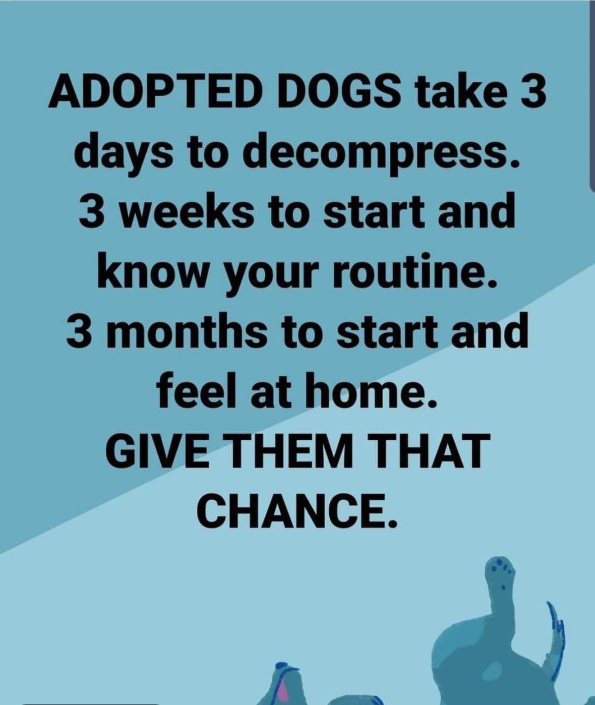 Re New Fur Baby Page 3 Blogs & Forums