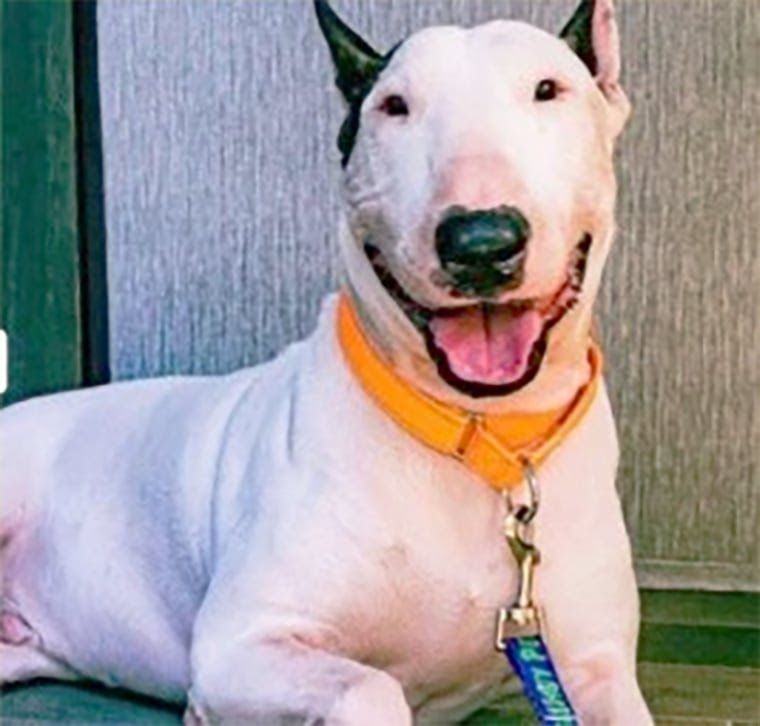 The man that left dog tied up to post during Milto... Blogs & Forums