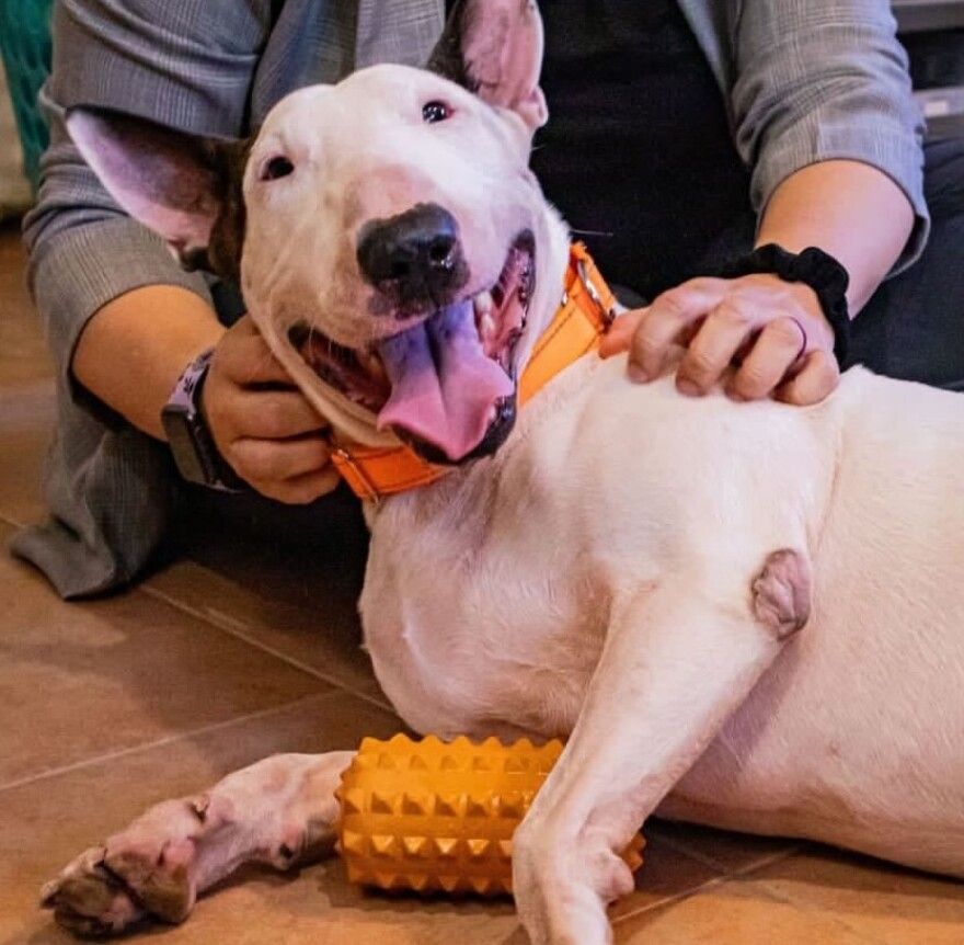 The man that left dog tied up to post during Milto... Blogs & Forums