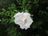 'Blanc Double de Coubert' Rugosa rose.JPG