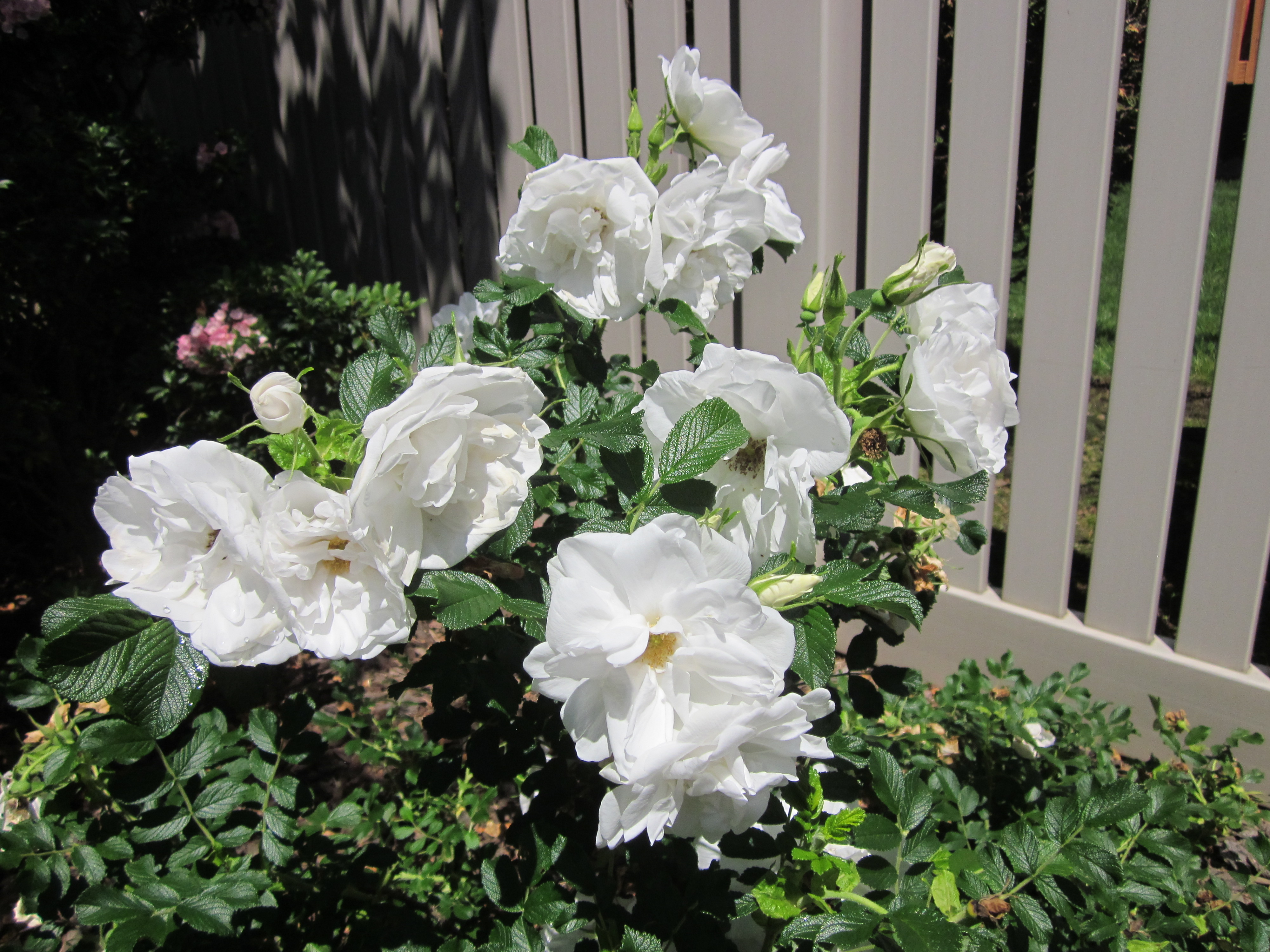 Close Up 'Blanc Double de Coubert' Rugosa Rose.JPG