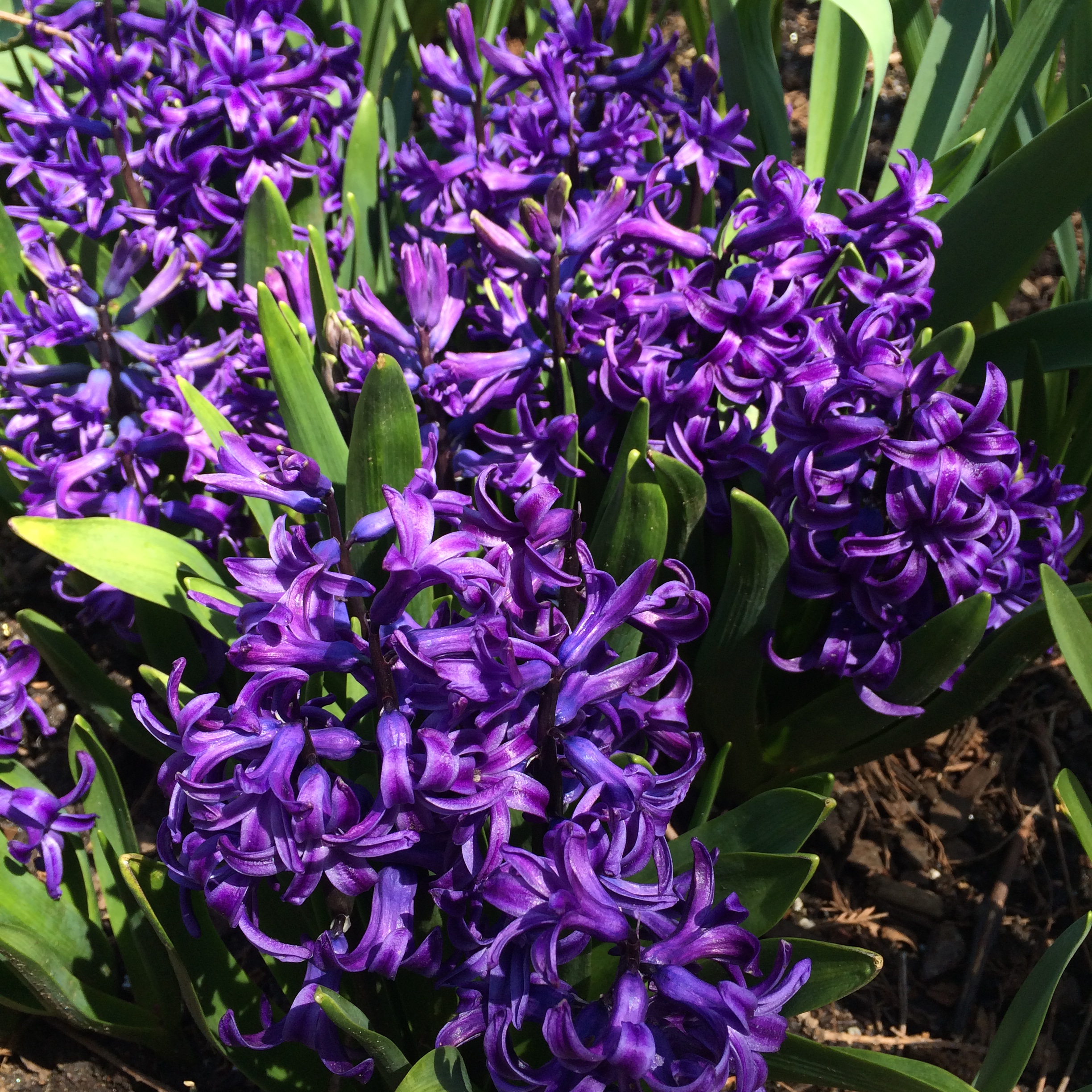 Purple Hyacinth.JPG