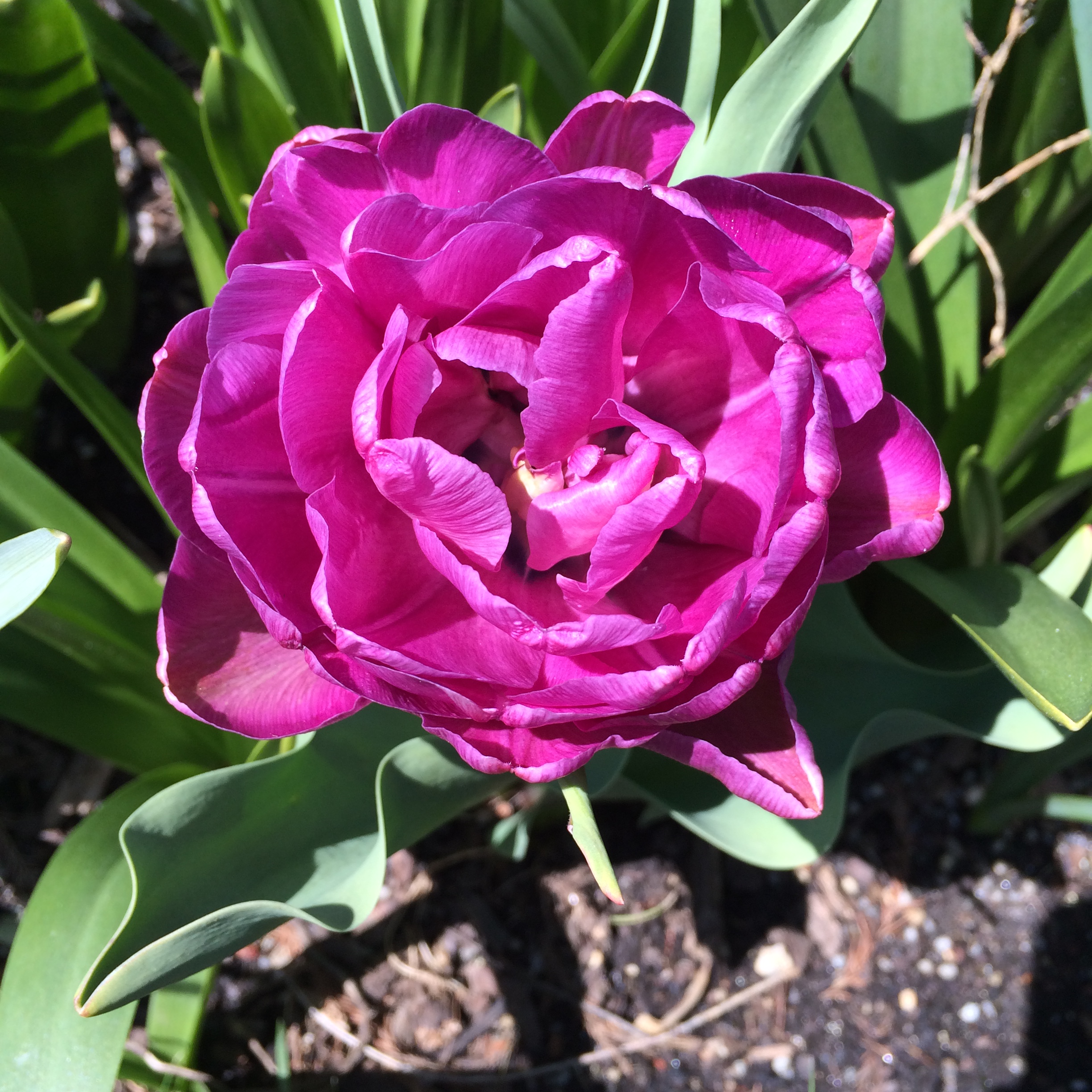 Hybrid Tulip.JPG