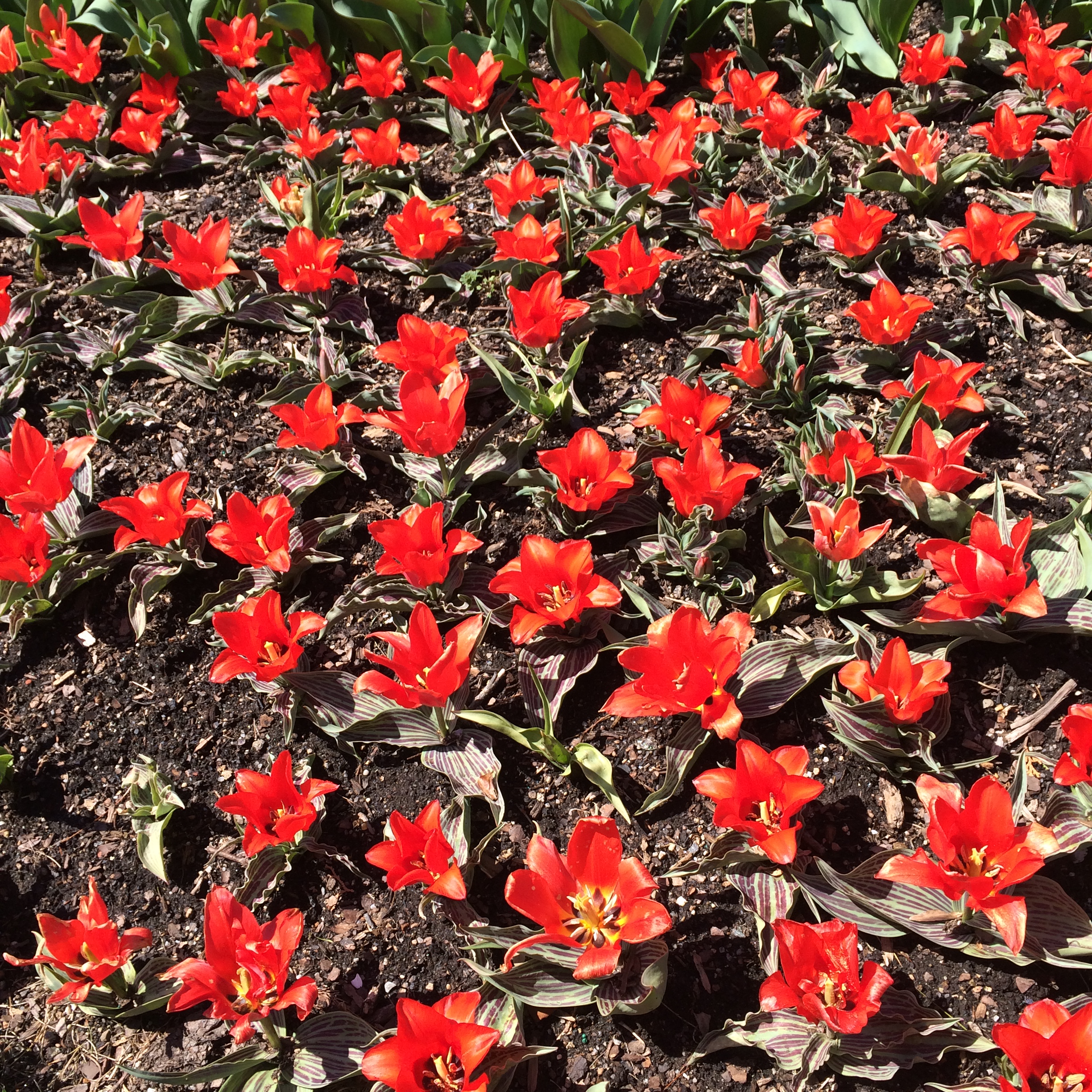 Lily Petal Tulip.JPG